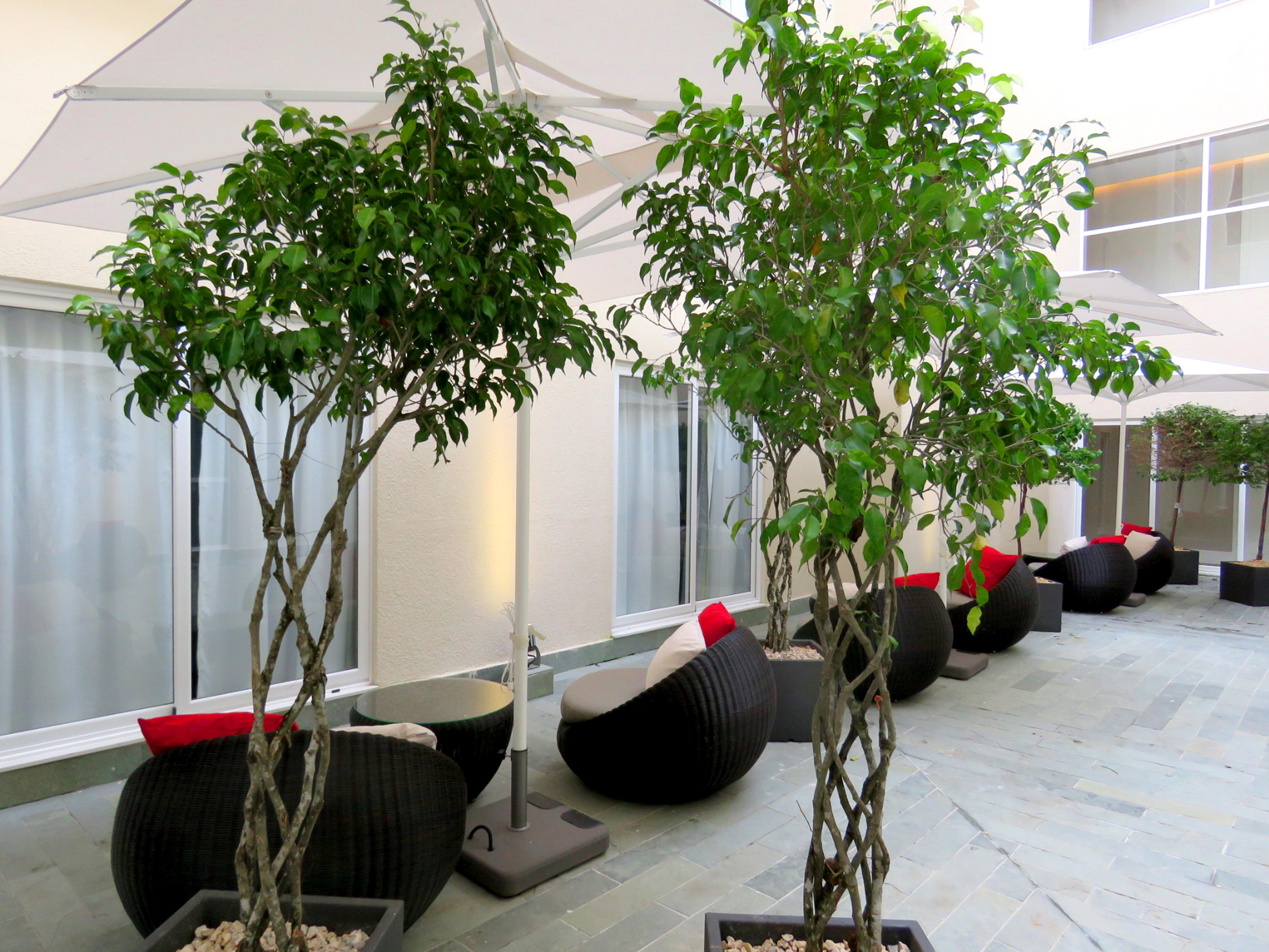 Central Hotel Panama Casco Viejo Kültér fotó Ficus benjamina